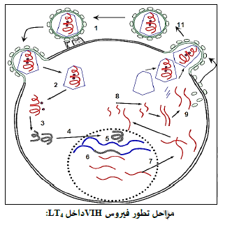 الملخص LT4داخل VIH مراحل تطور فيروس